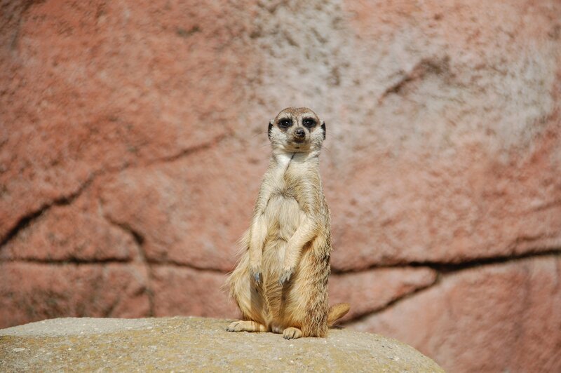 Meerkat Standing on Rock — Brown, Alert, Afternoon, Photograph, Sand
