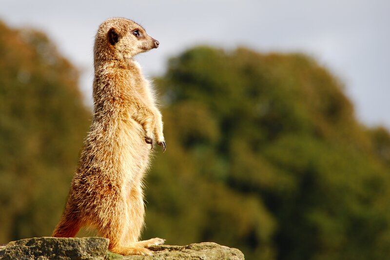 Meerkat Standing on Rock — Brown, Alert, Afternoon