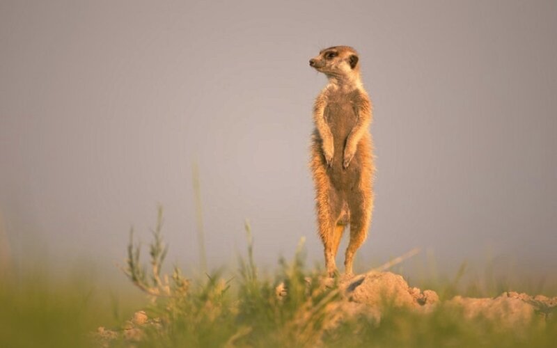Meerkat Standing on Rock — Brown, Alert, Sunset