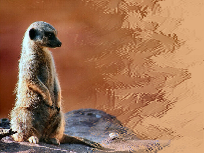 Meerkat Standing on Rock — Brown, Alert