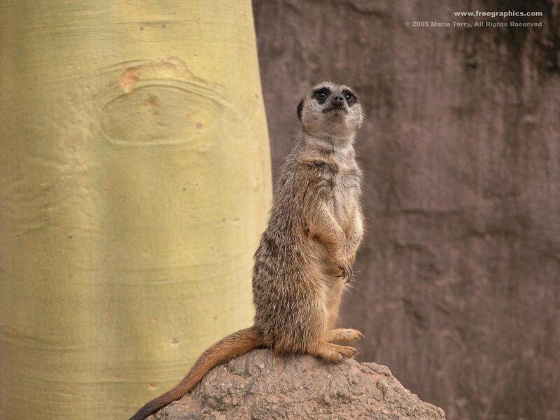 Meerkat Standing on Rock — Brown