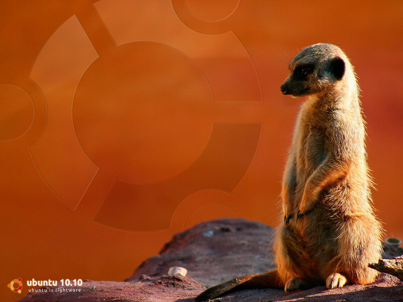 Meerkat Standing on Rock — Orange
