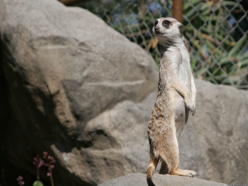 Meerkat standing on rock