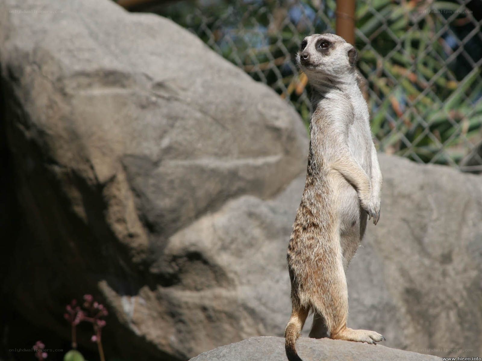 Meerkat standing on rock