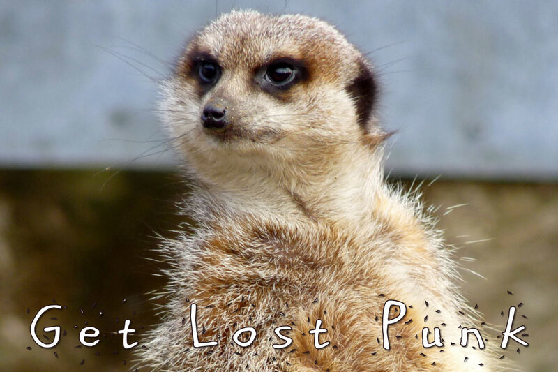 Meerkat Standing