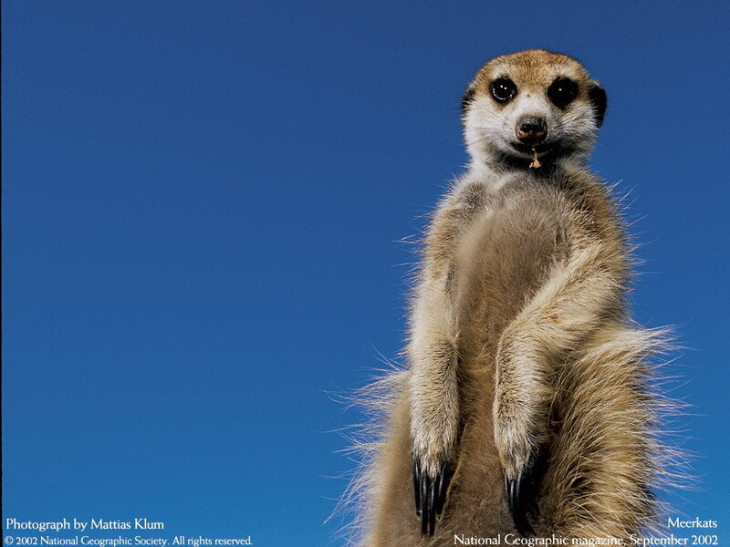 Meerkat Standing Upright — Blue