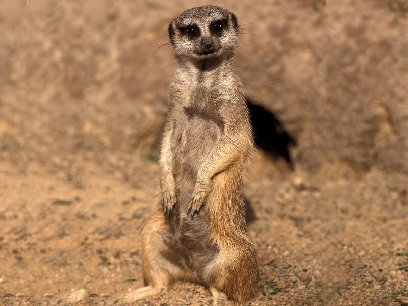 Meerkat Standing Upright — Brown, Alert, Afternoon, Photograph, Dirt Ground