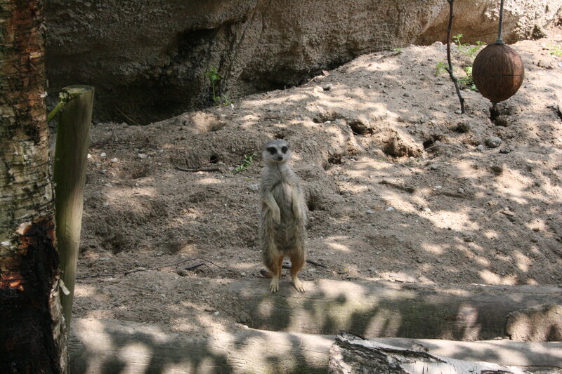 Meerkat Standing Upright — Brown, Alert, Afternoon, Photograph, Dirt Ground, Tree Trunk