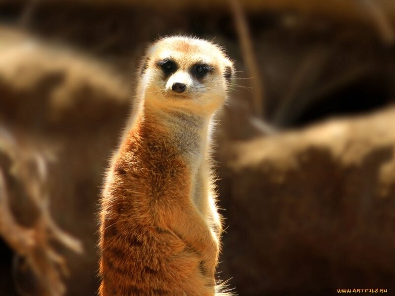 Meerkat Standing Upright — Brown, Alert, Afternoon