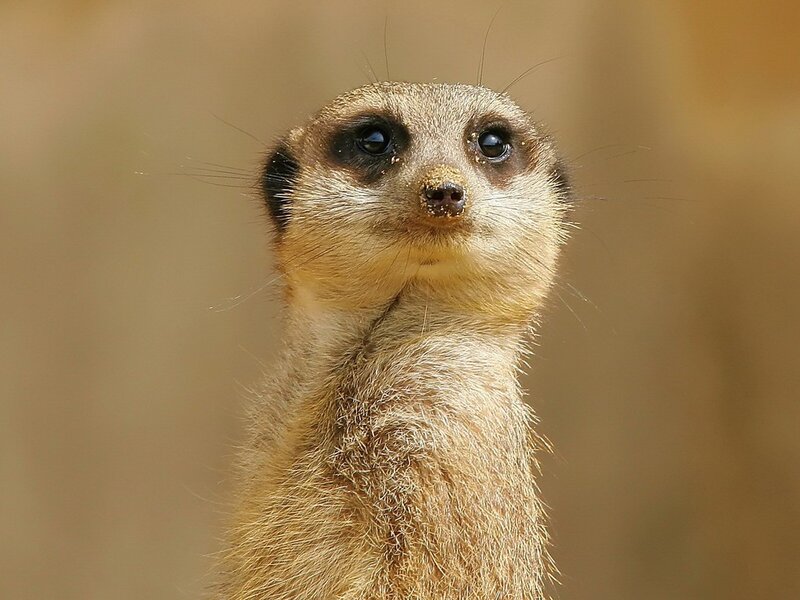 Meerkat Standing Upright — Brown, Alert, Photograph