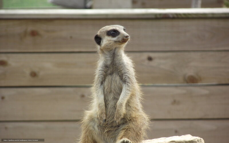 Meerkat Standing Upright — Brown, Alert, Photograph, Wooden Wall