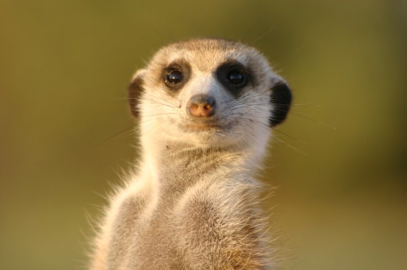 Meerkat Standing Upright — Brown, Alert, Sunset, Photograph