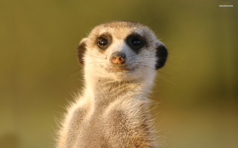 Meerkat Standing Upright — Brown, Alert, Sunset