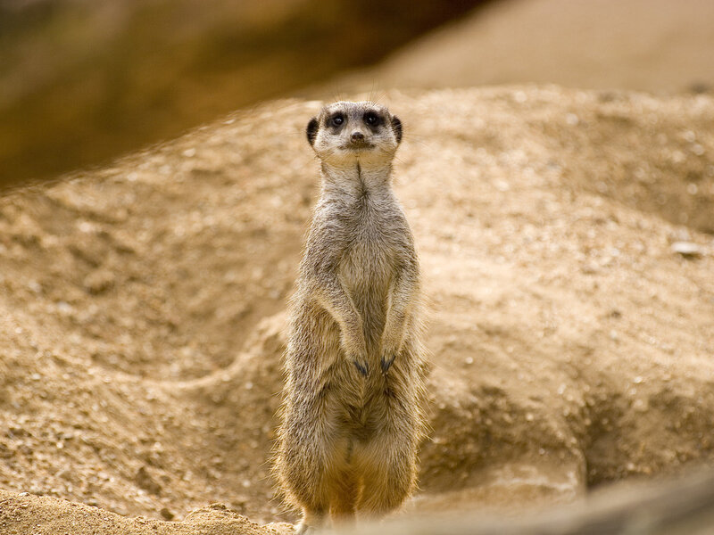 Meerkat Standing Upright — Brown, Alert