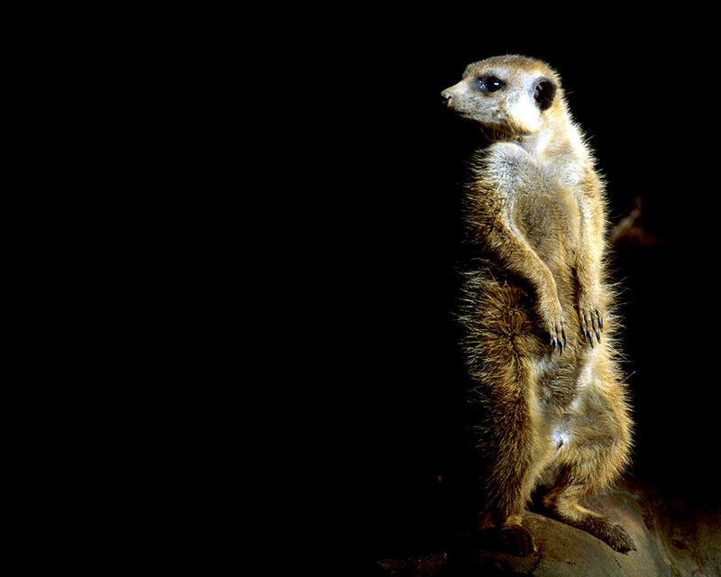 Meerkat Standing Upright — Brown