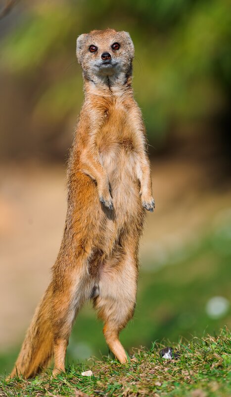 meerkat standing upright