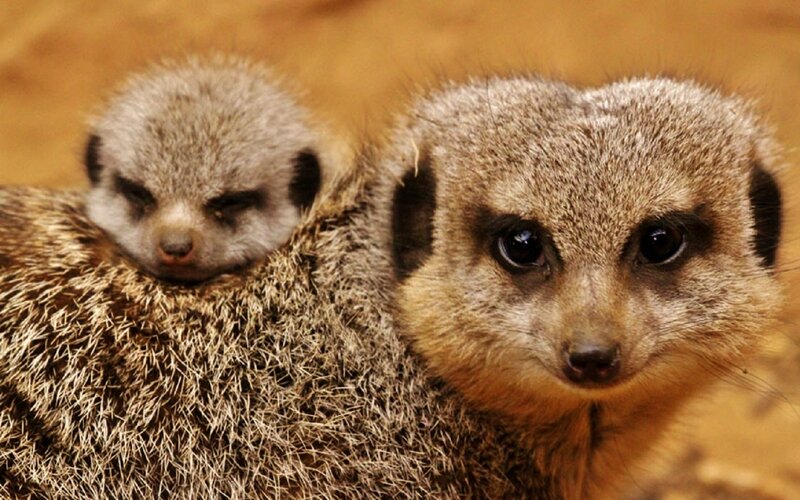 Meerkat with Pup