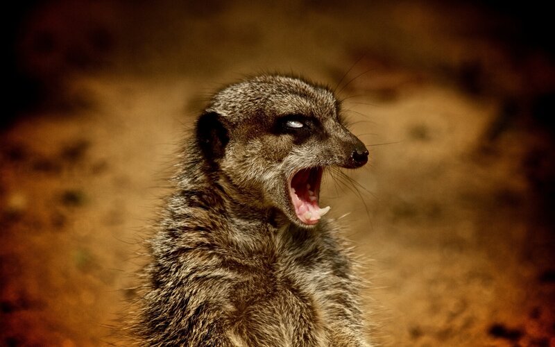meerkat yawning in sunlight