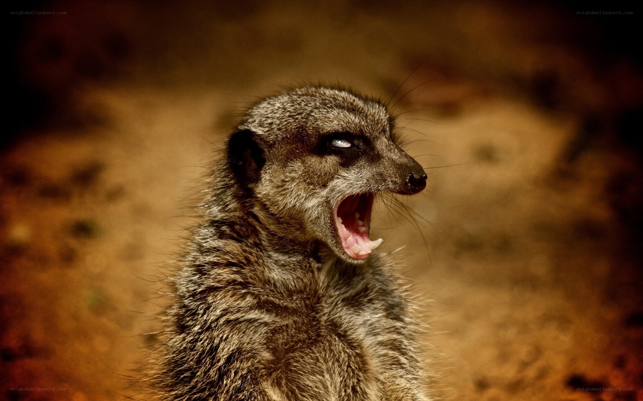 meerkat yawning in sunlight