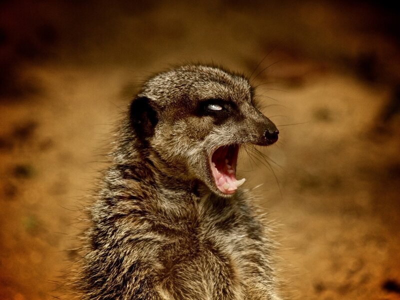Meerkat Yawning