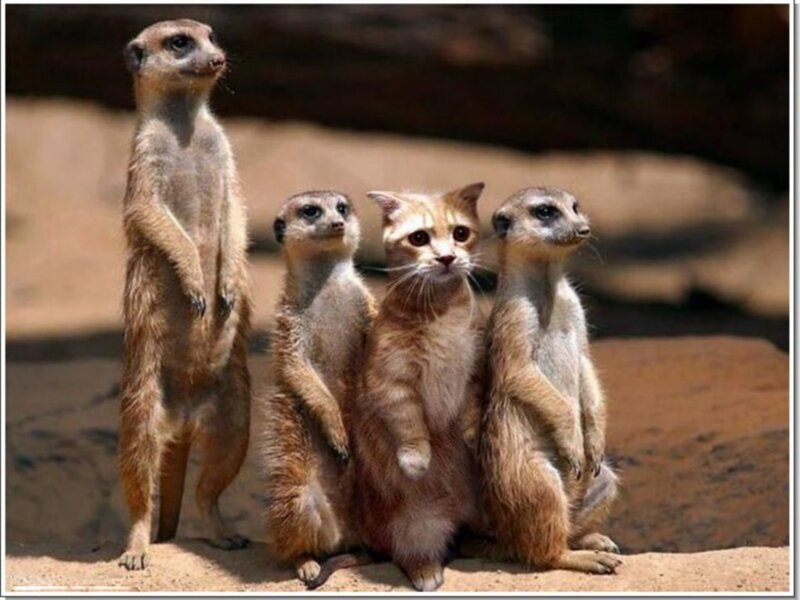 meerkats and a cat standing together