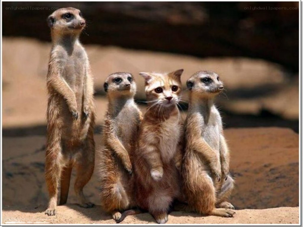 meerkats and a cat standing together