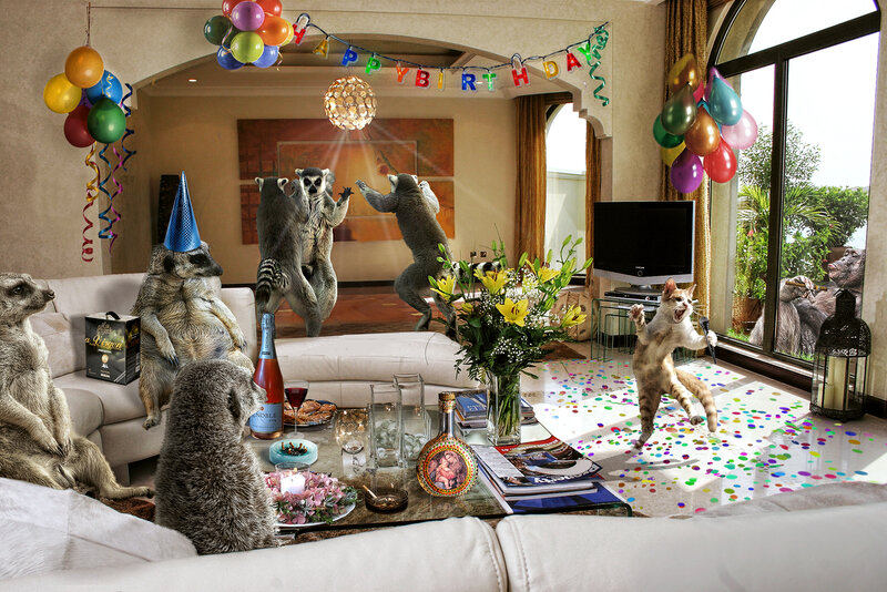 Meerkats and Cat at Party