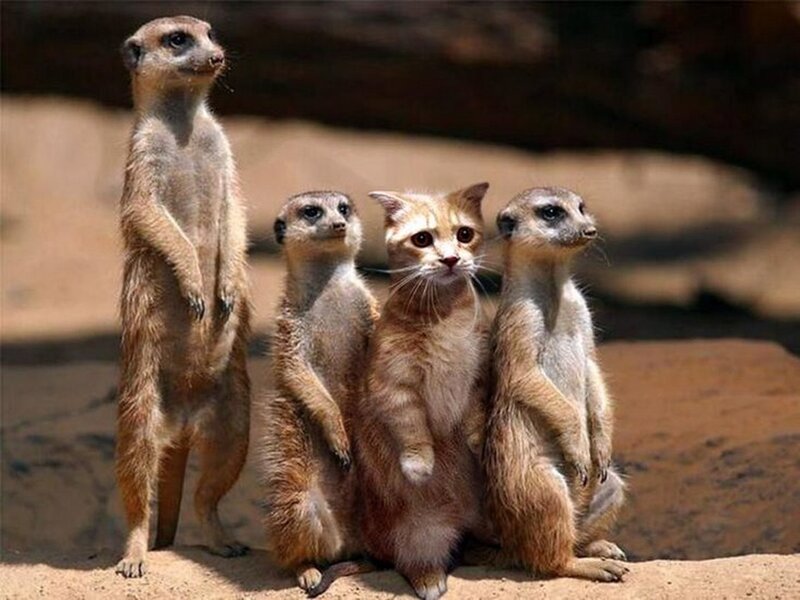 Meerkats and Cat