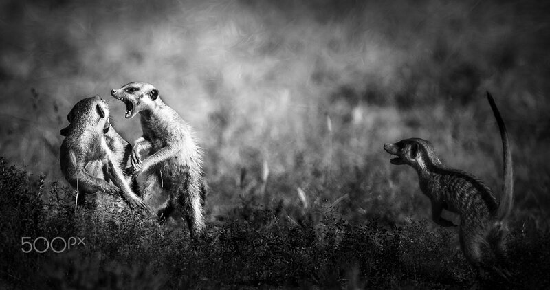 Meerkats Fighting