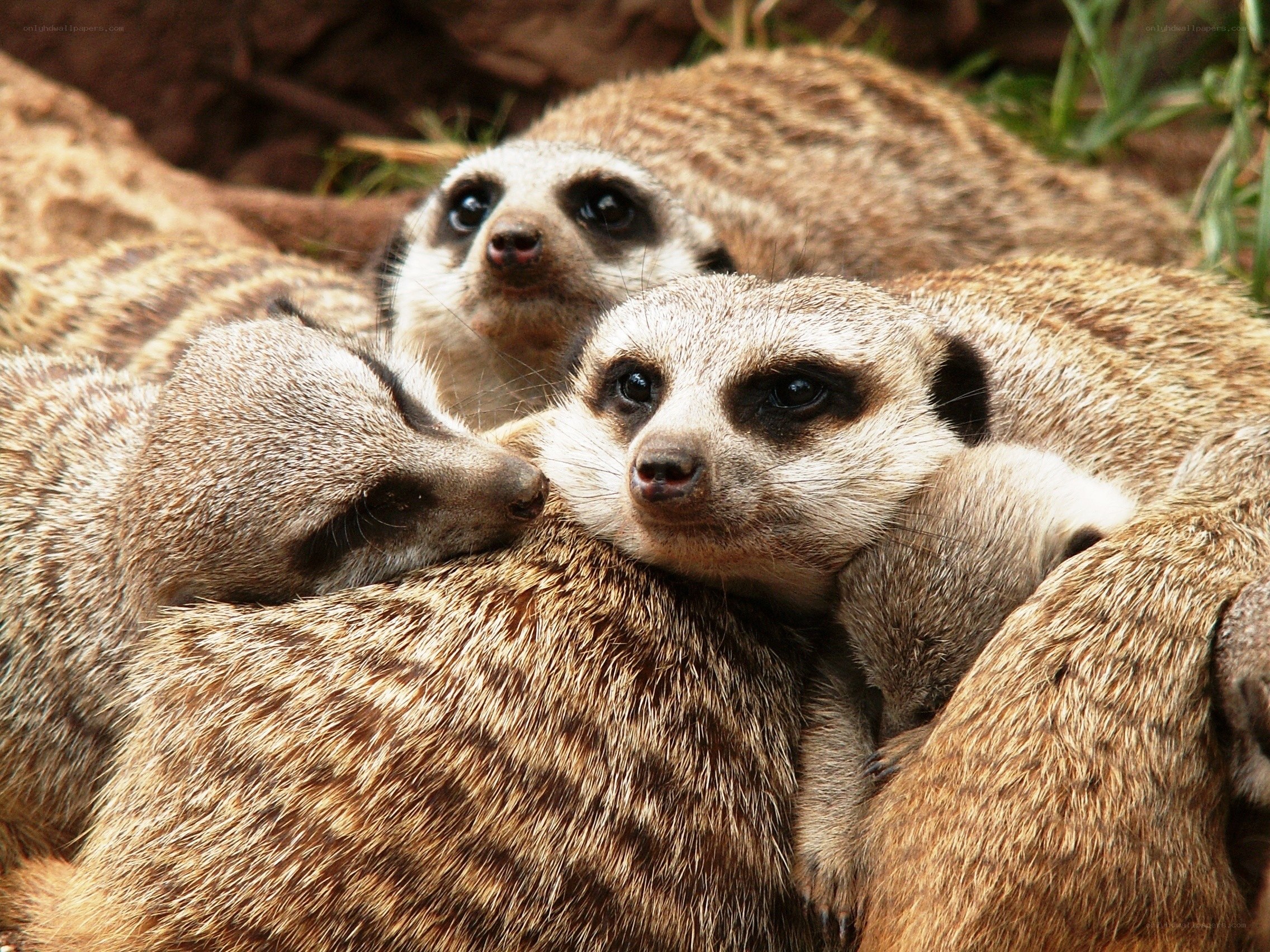 Meerkats huddled together