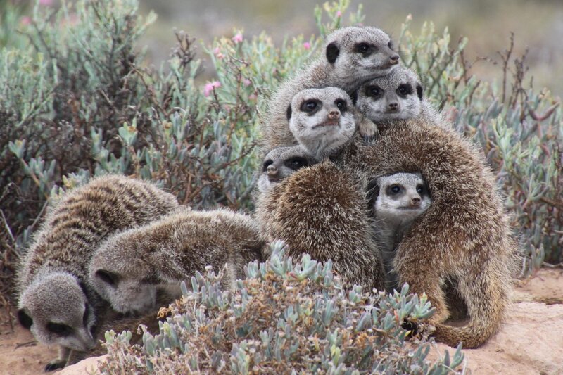 Meerkats huddled together