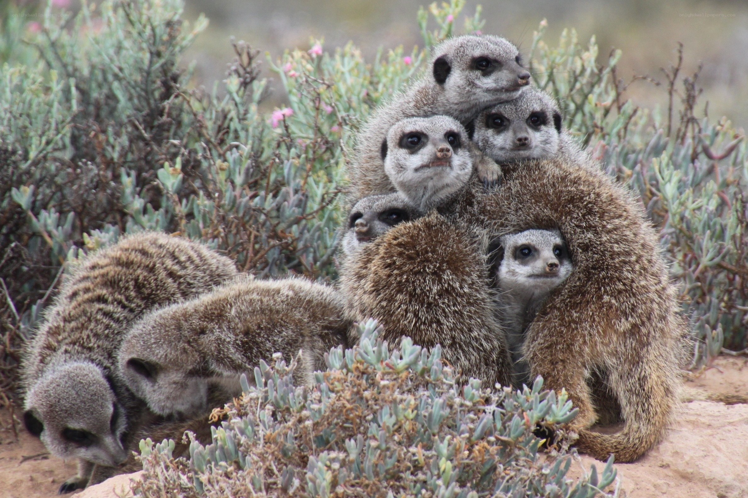 Meerkats huddled together