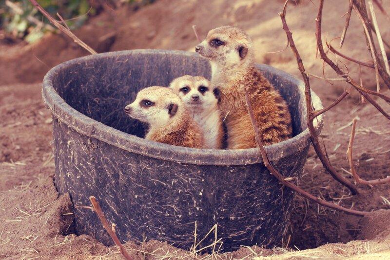 Meerkats in a bucket