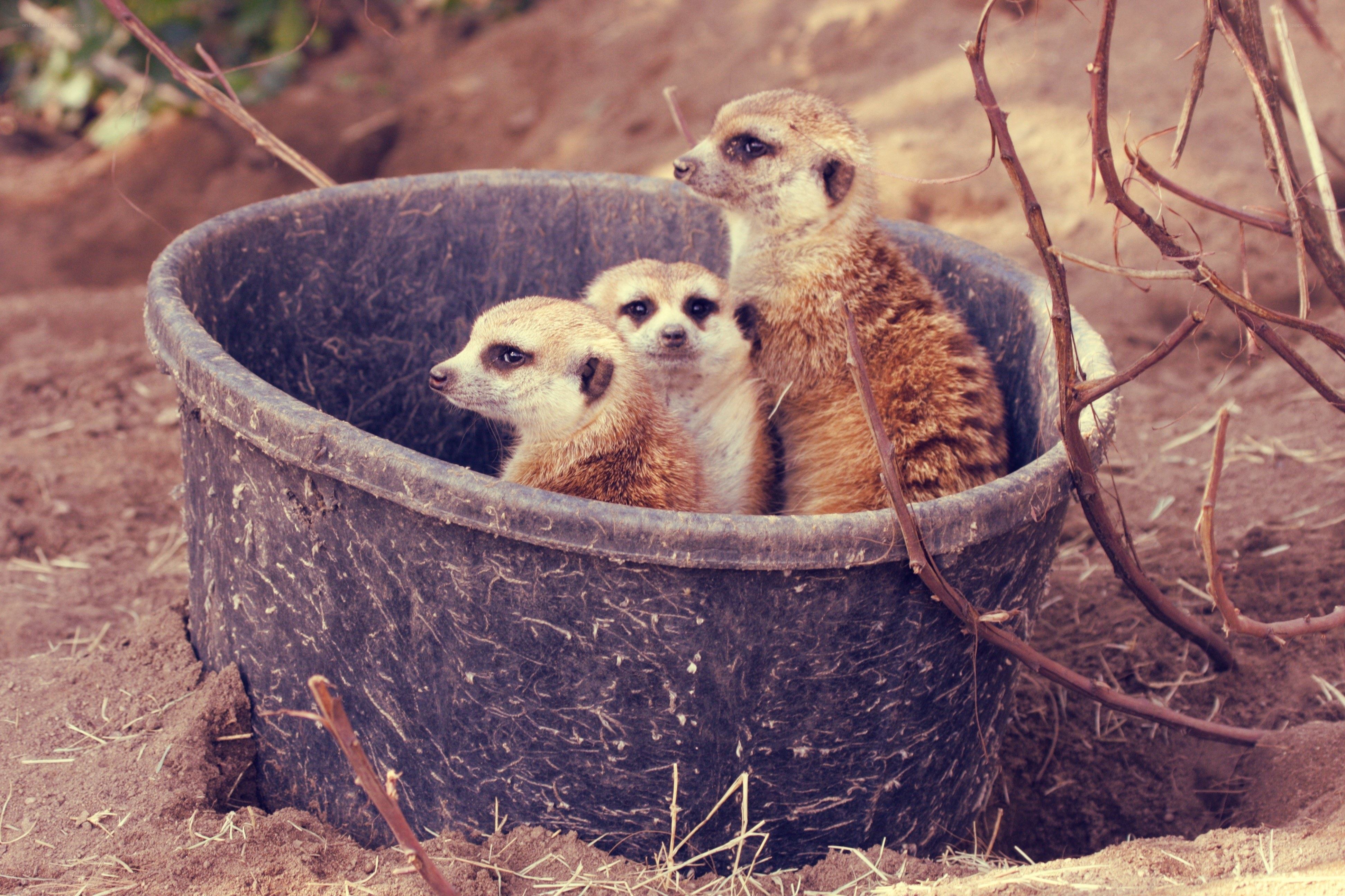Meerkats in a bucket