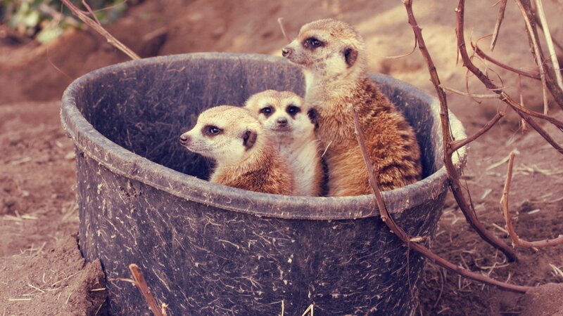 Meerkats in a bucket