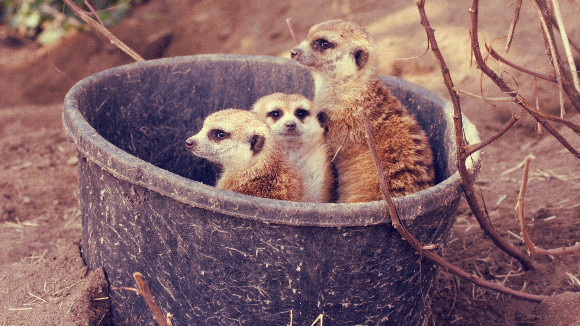 Meerkats in a bucket