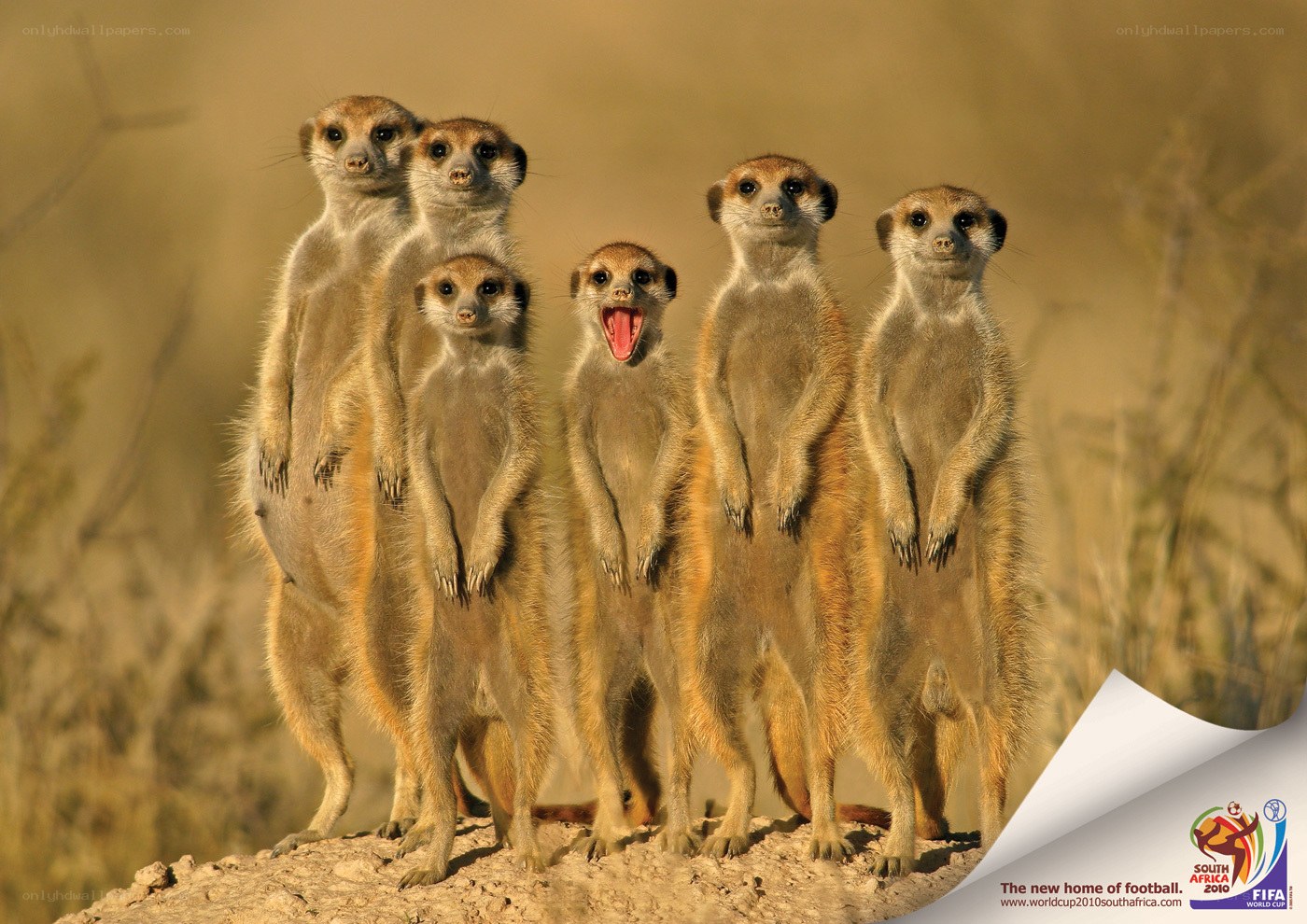 meerkats in a group