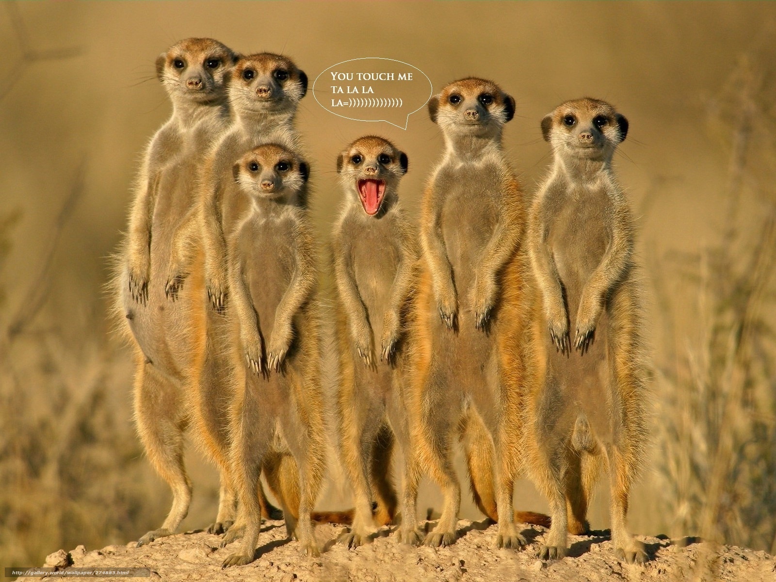 Meerkats in a group