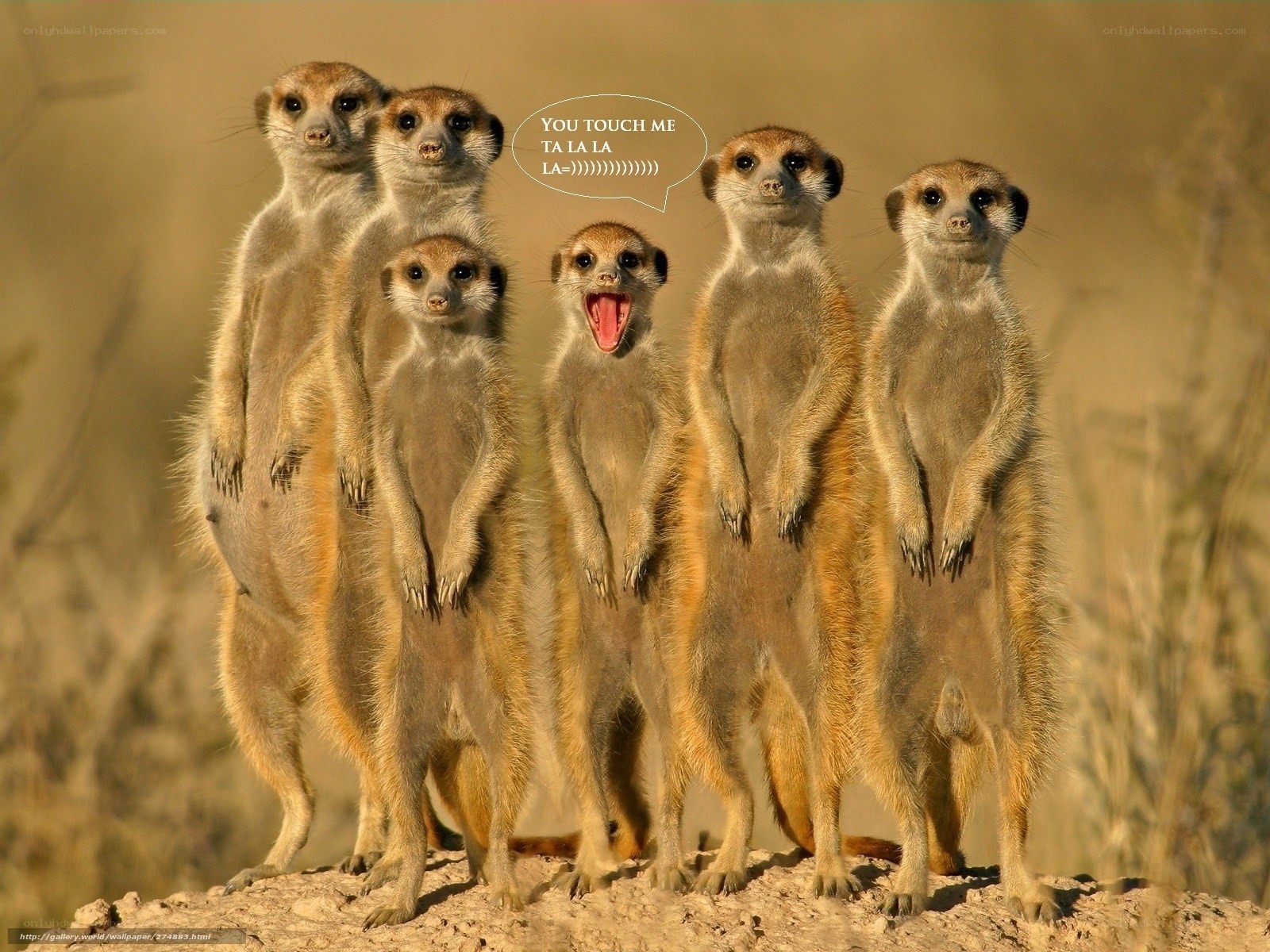 Meerkats in a group