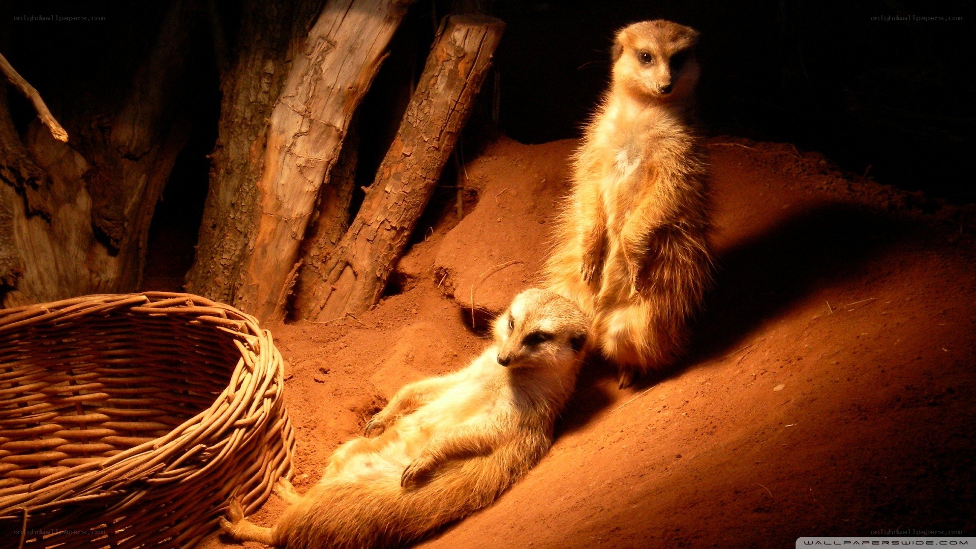 Meerkats in a sandy enclosure