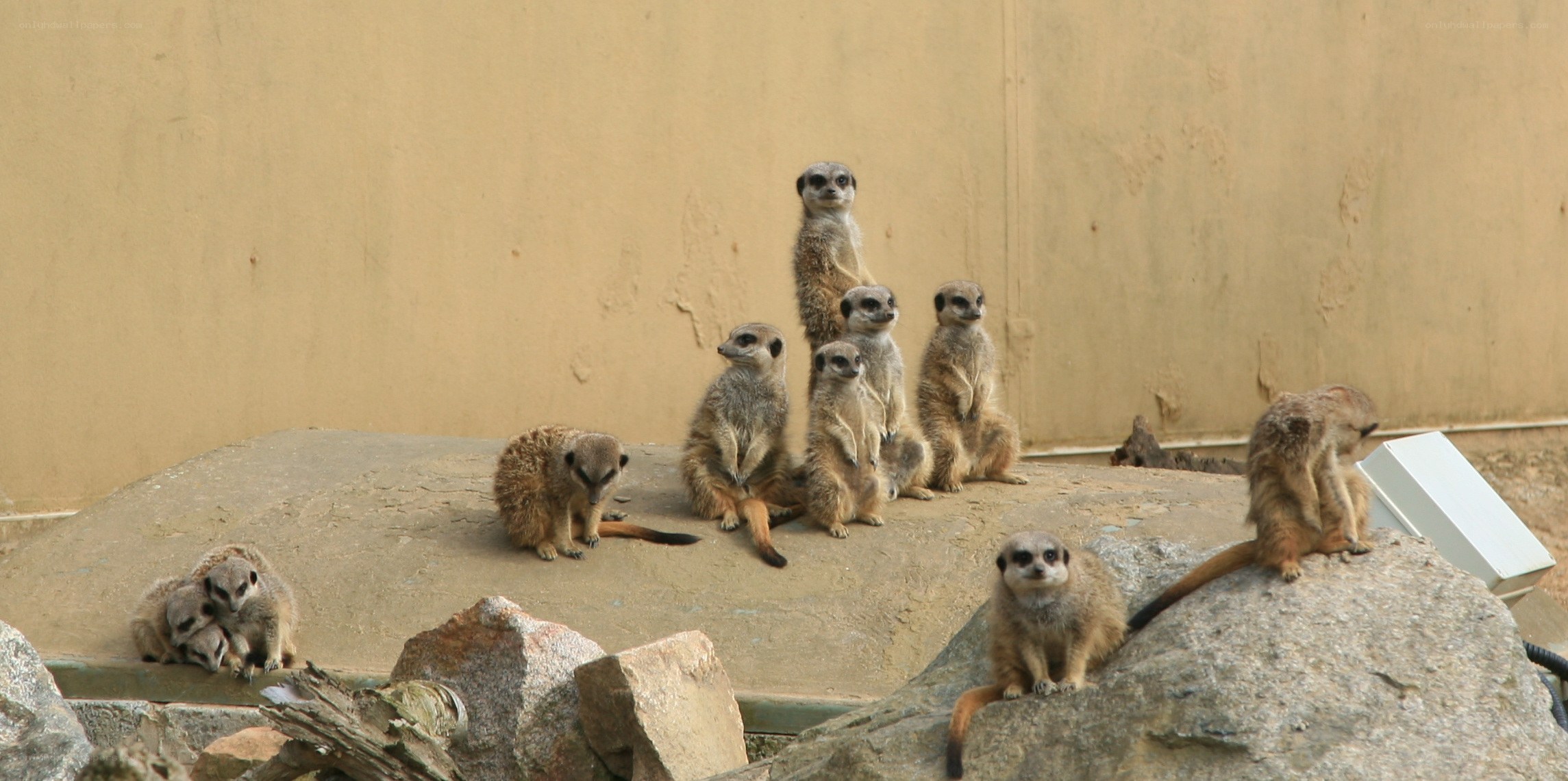 Meerkats in a zoo enclosure