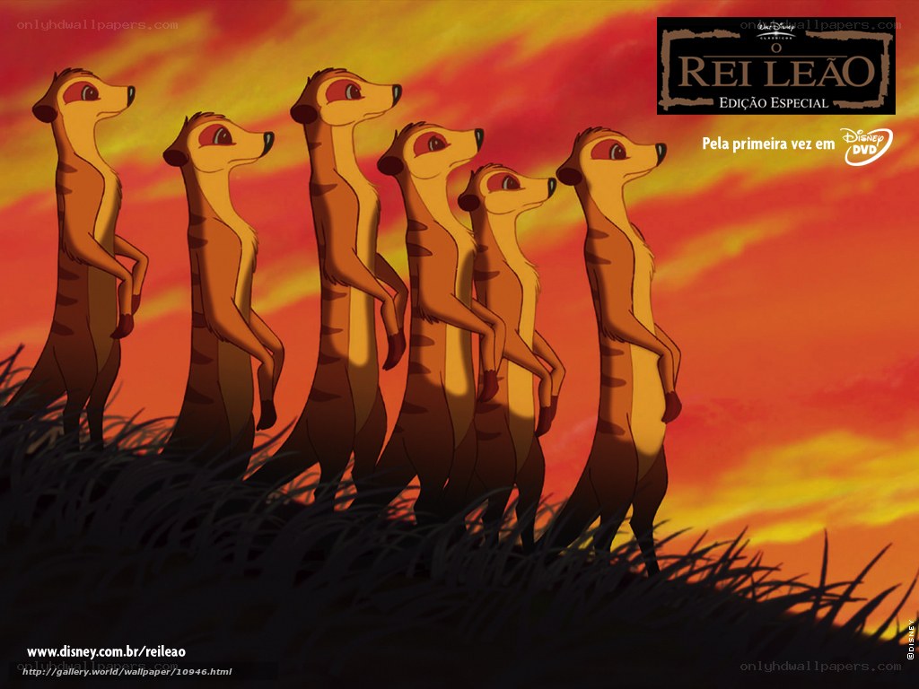 Meerkats in sunset scene