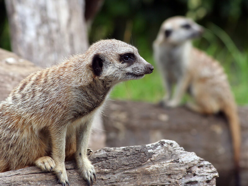 Meerkats on a log