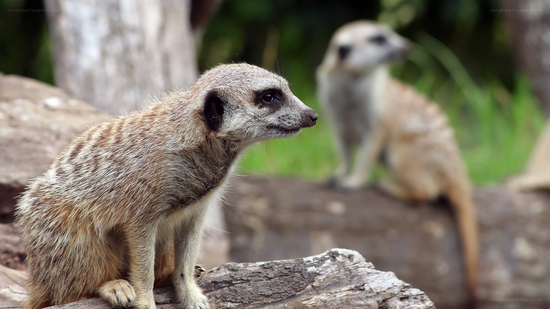 Meerkats on a log