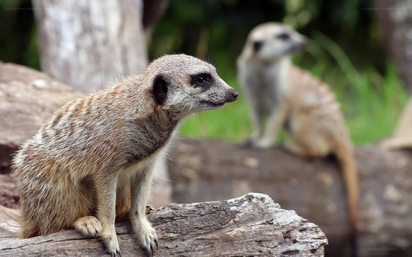 Meerkats on a log