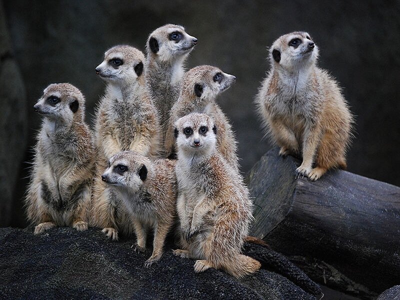 meerkats on a log