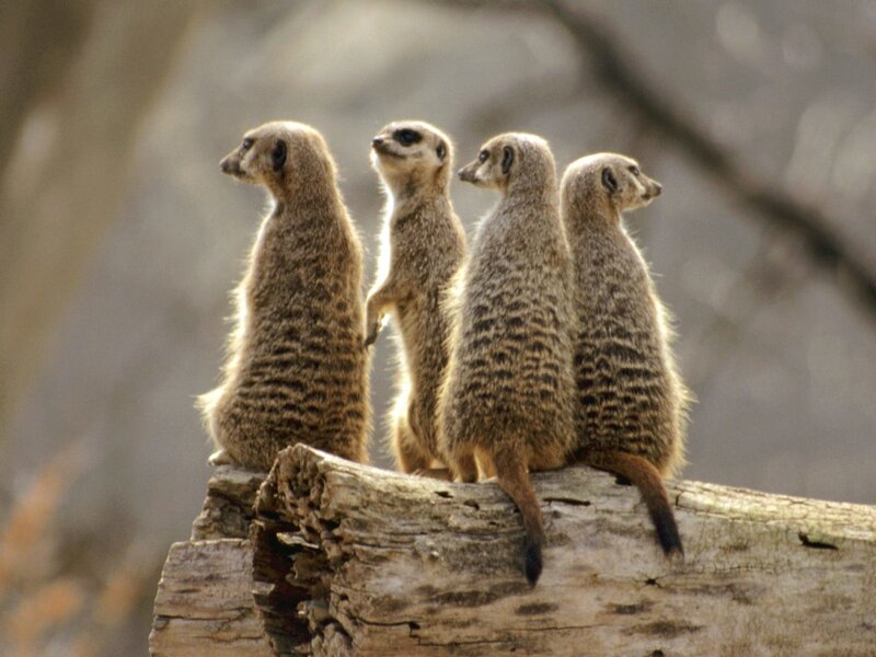 meerkats on a log