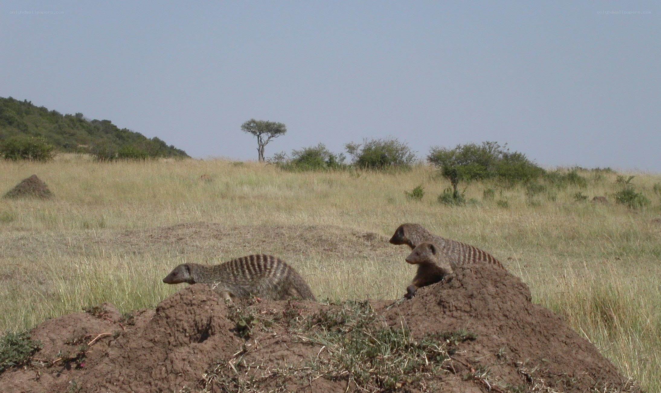 meerkats on a mound
