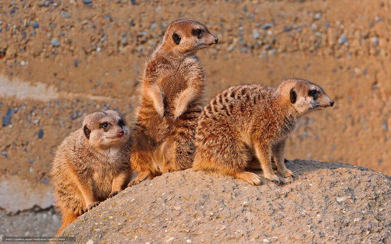 Meerkats on a rock