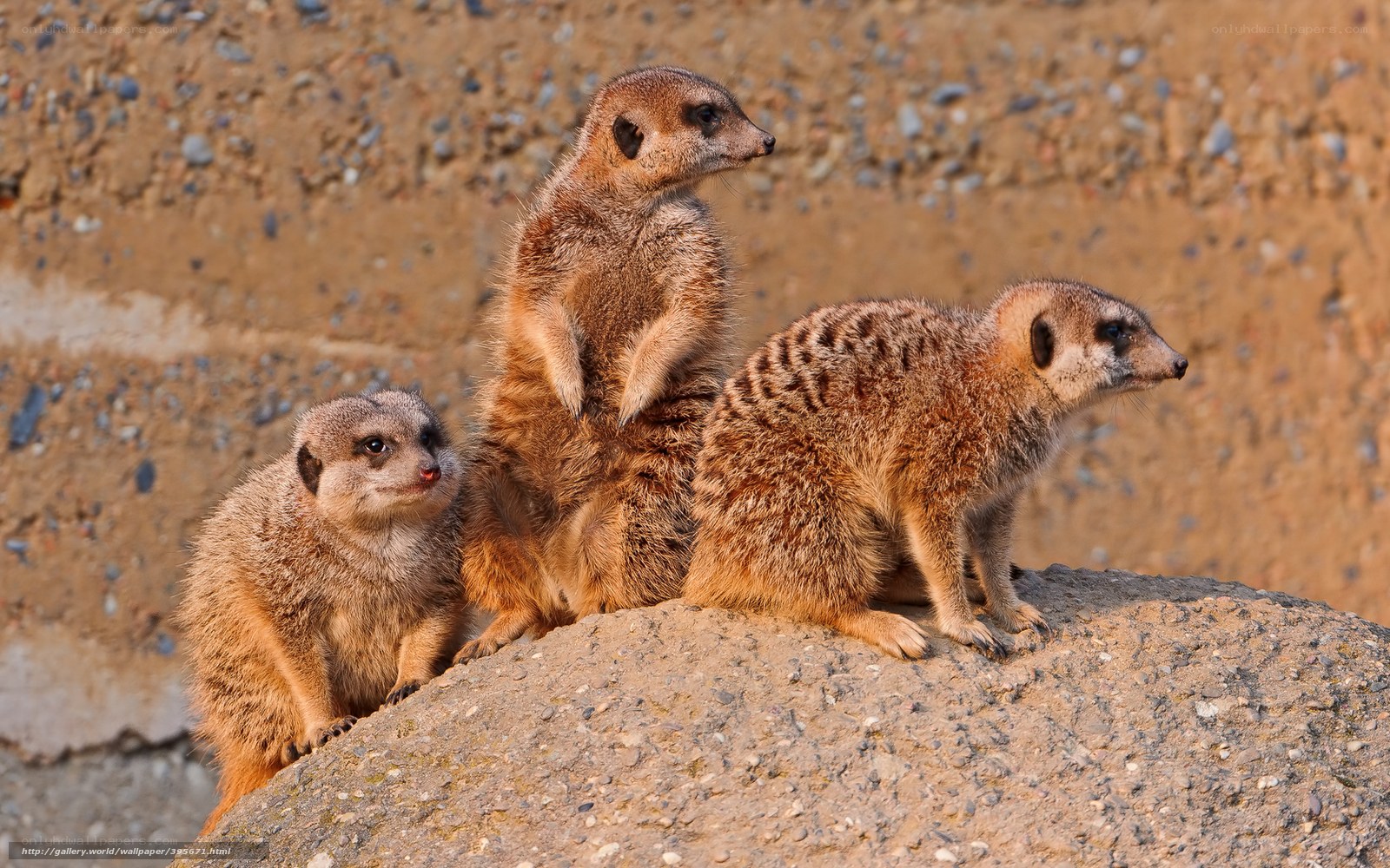 Meerkats on a rock
